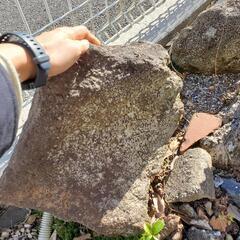 【庭石　溶岩石②】ロックガーデンやアクアリウムにの画像
