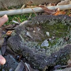 【庭石　溶岩石②】ロックガーデンやアクアリウムにの画像