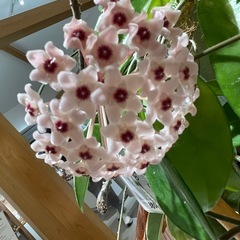 サクラランの画像