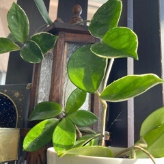 サクラランの画像