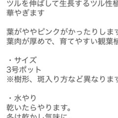 サクラランの画像