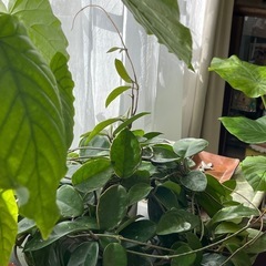 サクラランの画像