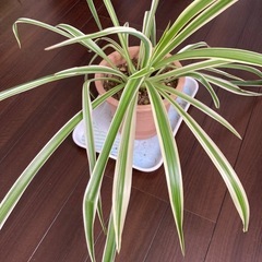 観葉植物　オリヅルランの画像