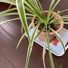 観葉植物　オリヅルランの画像