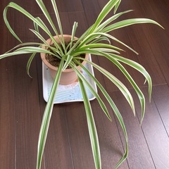 観葉植物　オリヅルランの画像