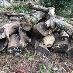 柿の木です、薪に使っての画像