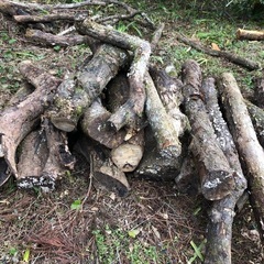 柿の木です、薪に使っての画像