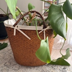 観葉植物の鉢2つ  多分パキラとモンステラですの画像