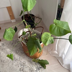 観葉植物の鉢2つ  多分パキラとモンステラですの画像
