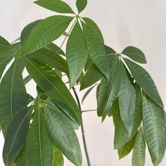 観葉植物の鉢2つ  多分パキラとモンステラですの画像