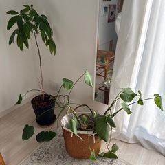 観葉植物の鉢2つ  多分パキラとモンステラです