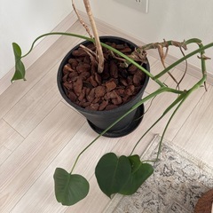 観葉植物の鉢2つ  多分パキラとモンステラですの画像