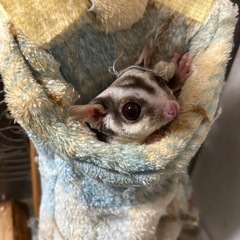 モモンガとリスのご飯譲ってください🙇‍♀️