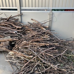 色々な木の切り枝、切り株の画像