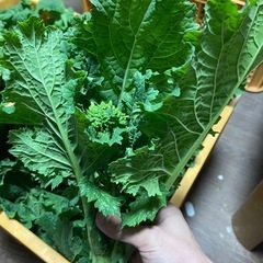 菜の花１キロ入り