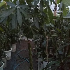 編み込みパキラ(約190cm）