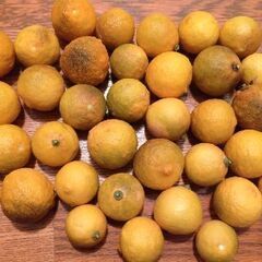 柚子1kg（40個前後） 農薬不使用 自家製 2セット目