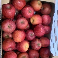 訳ありりんご長野県産の画像