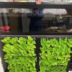 アクリル1200水槽➕生体セット