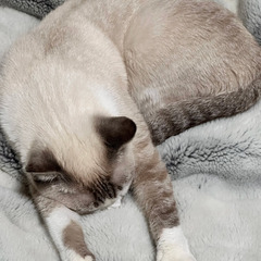 猫の里親募集