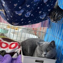 in江南市☆保護猫をオウチに迎えよう☆2025年1月26日（日）...