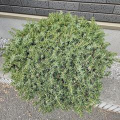 盆栽　杜松の画像
