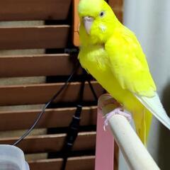 鳥飼いさん友達