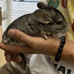 とても飼いやすいです♪