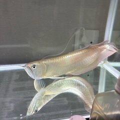シルバーアロワナの画像
