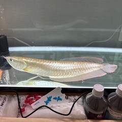 シルバーアロワナの画像