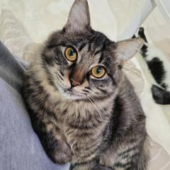 キジトラ猫の里親募集中!!