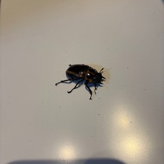 メリー　メンガタクワガタ　♀単