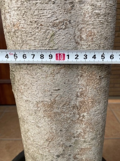 パンダガジュマル【現品】