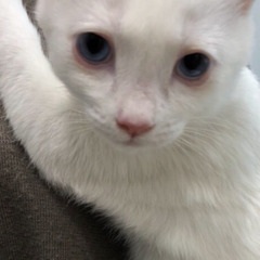 白い子猫綺麗なブルーアイ