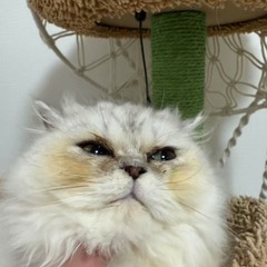 親里募集中〜