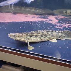 ポリプテルス　ブリードアンソルギー２4cm±