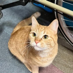 茶トラの女の子 りずちゃん - 猫
