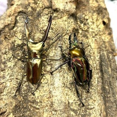 オオクワガタ、カブトムシ幼虫セット　以下のスマトラオオヒラタ、パラワンオオヒラタ、メタリフェルホソアカ、ニジイロクワガタが追加販売可能　の画像