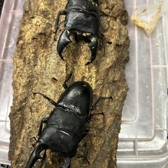 オオクワガタ、カブトムシ幼虫セット　以下のスマトラオオヒラタ、パラワンオオヒラタ、メタリフェルホソアカ、ニジイロクワガタが追加販売可能　の画像