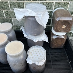 オオクワガタ、カブトムシ幼虫セット　以下のスマトラオオヒラタ、パ...