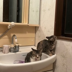 【納屋で大繁殖】6ヶ月〜3ヶ月子猫 - 里親募集