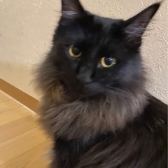 ペルシャのようなふわふわにゃんこあいくん🐱