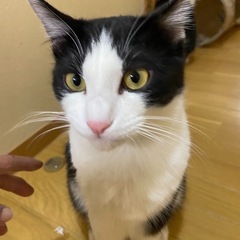 イケメンにゃんこのゆうくん✨