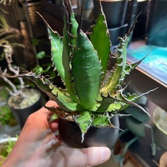 アガベ　ホリダ抜き苗