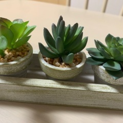 ニトリ　卓上観葉植物の画像