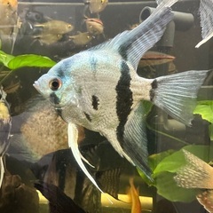熱帯魚メタリックブルーエンゼル