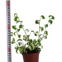 1本　カール葉　15cm ミディプランツ　フィカス ベンジャミン シタシオン　ガーデニング　観葉植物　の画像