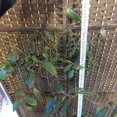 【値下げ】レモンマートル 大苗 の画像