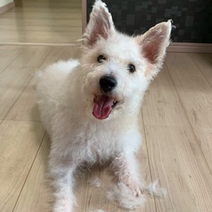探しています