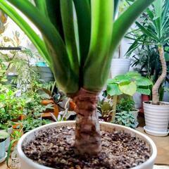 観葉植物 クワズイモの画像